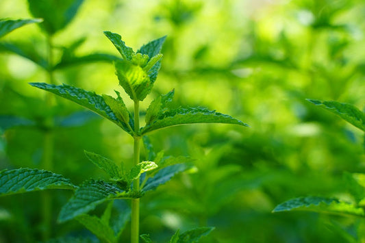 Herbal Insider - Growing & Using Lemon Balm