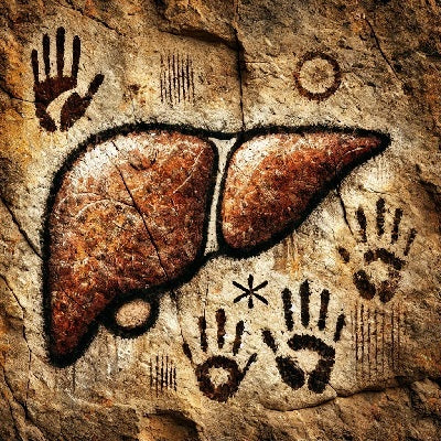 Day, Night, and the Liver