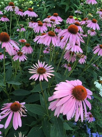 Armor Up with Echinacea!