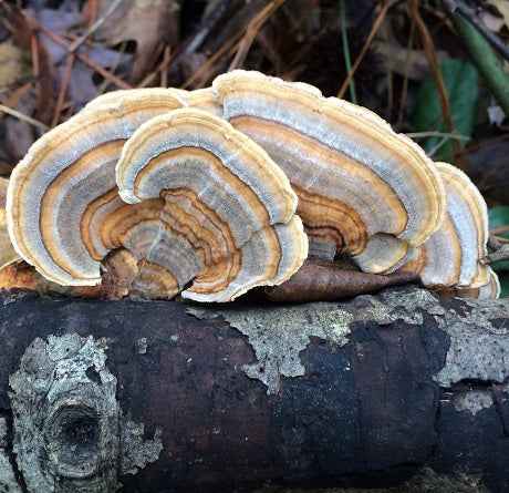 The Joy Of Turkey Tail Mushrooms