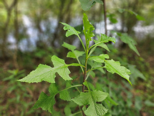 Wild Lettuce Plant